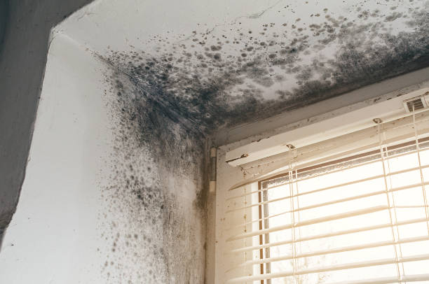 Trusted Commercial Mold Remediation service in Somerdale, NJ - Cheap Mold Removal